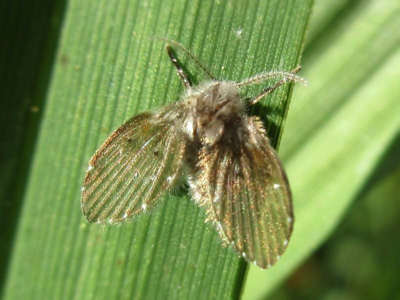 Drain Flies Keep Coming Back? Kill the Biofilm