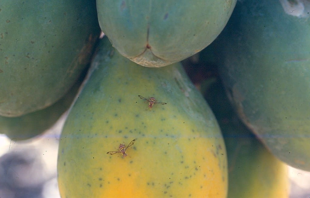 How to Get Rid of Fruit Flies Overnight