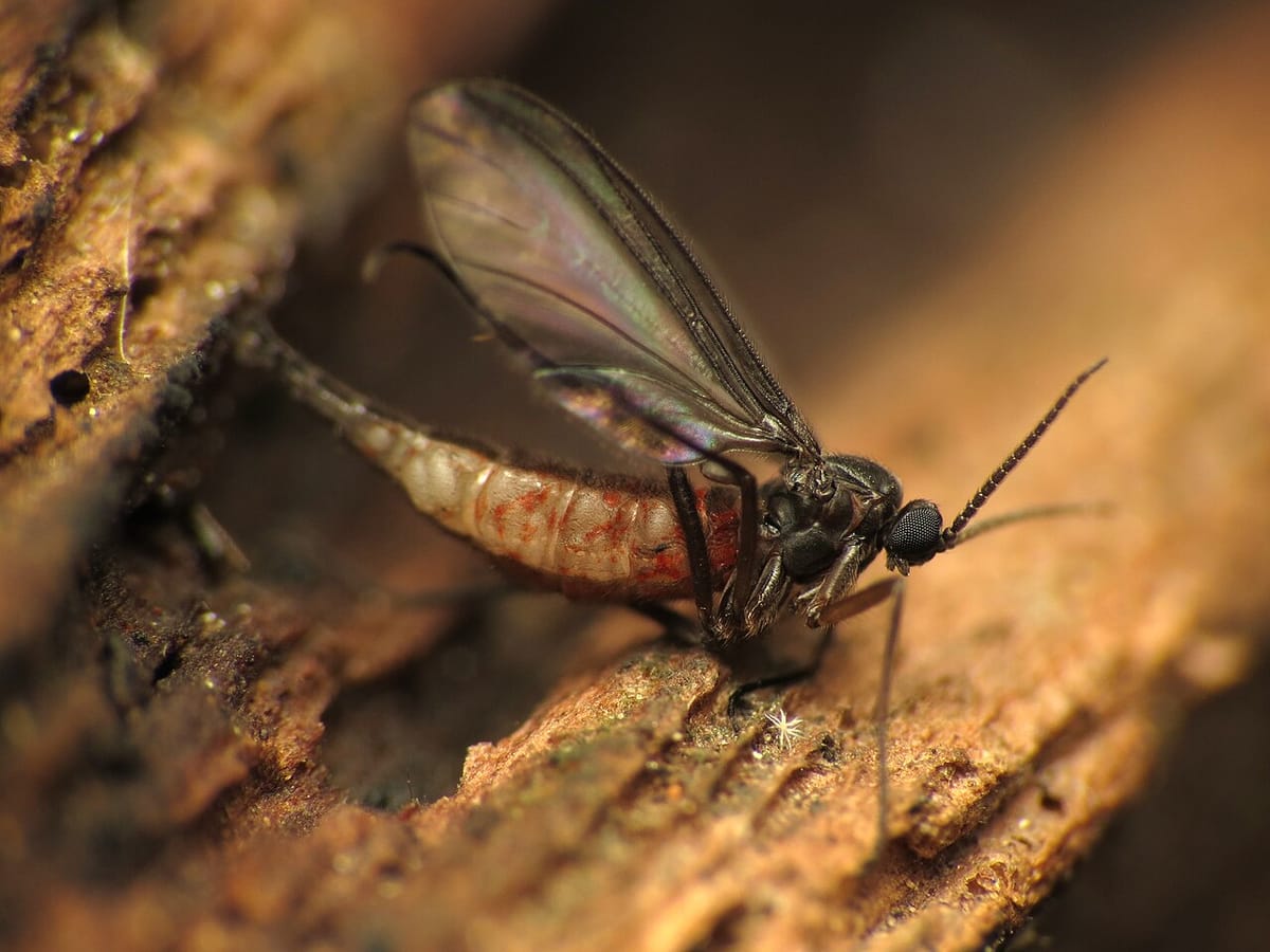 How to Get Rid of Gnats in the House for Good