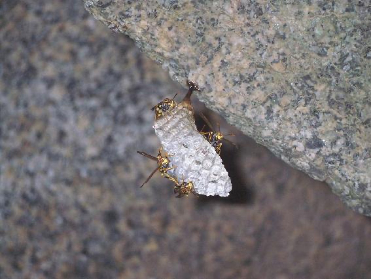 Get Rid of Wasps Safely: Treat the Nest After Dark
