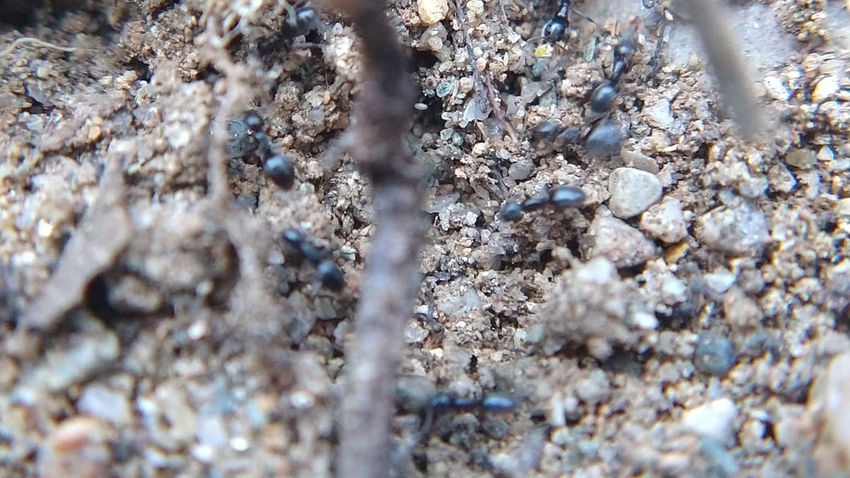How to Stop Ants in the Kitchen
