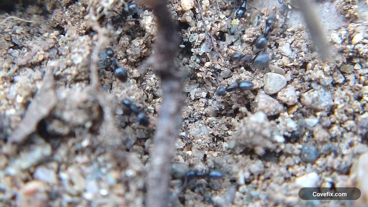 A close-up trail of small ants moving over soil and debris