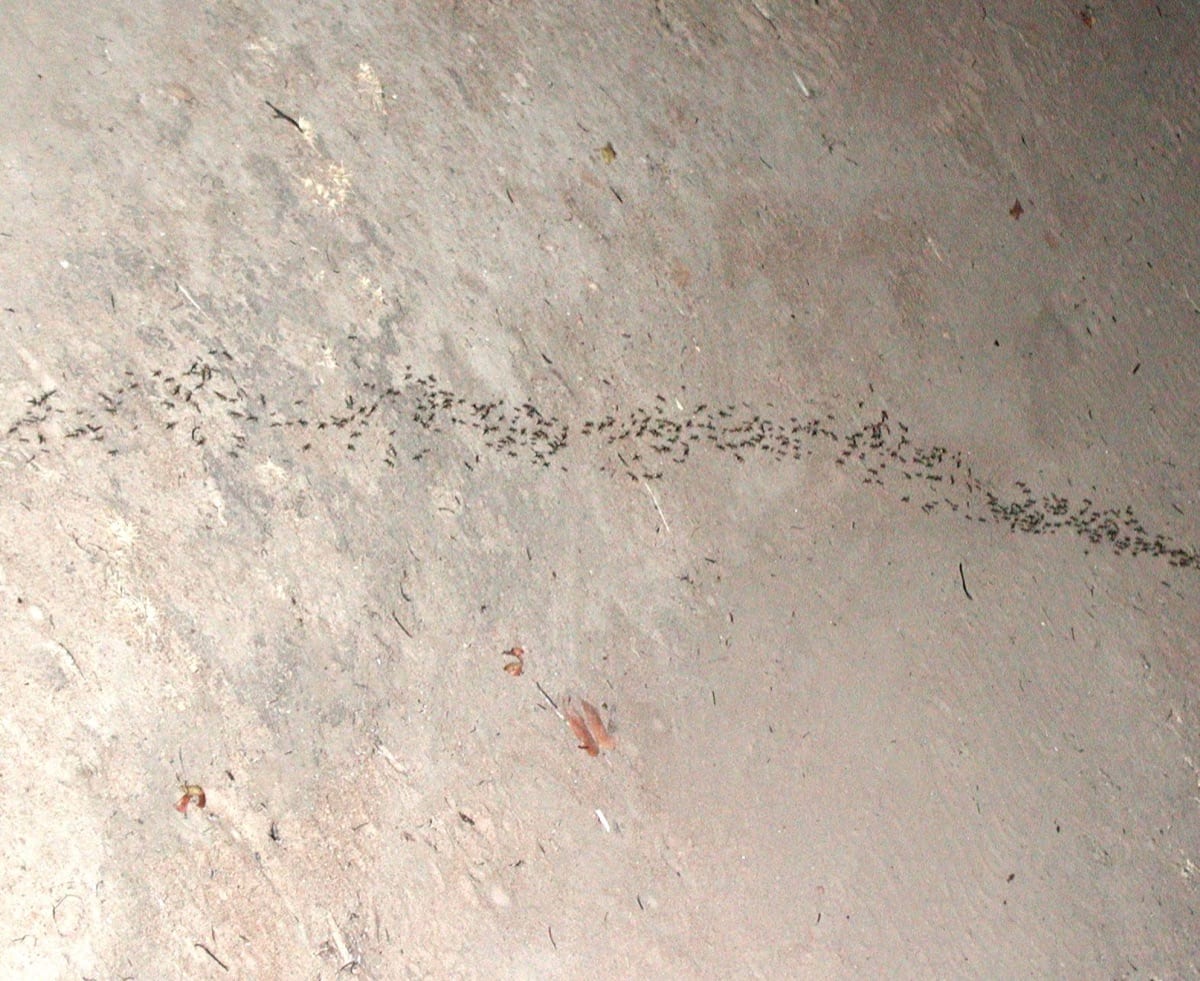 A line of ants following a trail across a hard floor