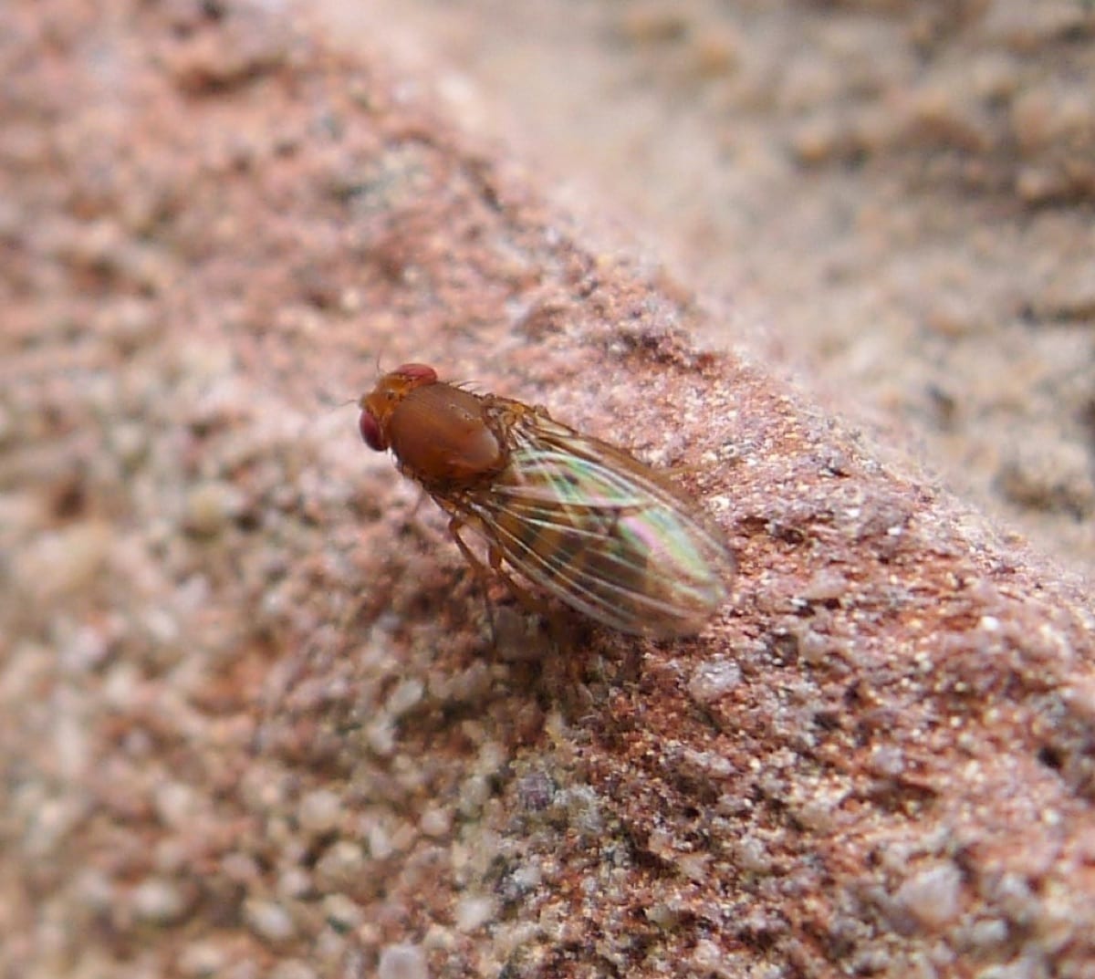 A fruit fly resting on a pale surface, wings folded