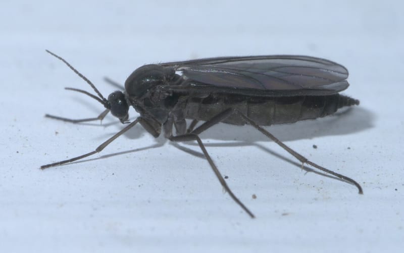 Fungus gnat in context
