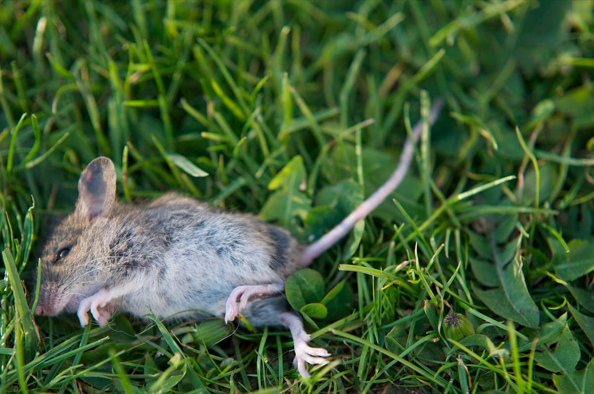 A house mouse in grass beside a wall