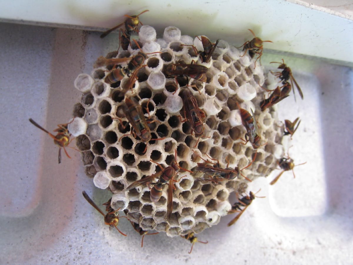 An open hexagonal paper wasp comb with wasps on it, attached under a white surface