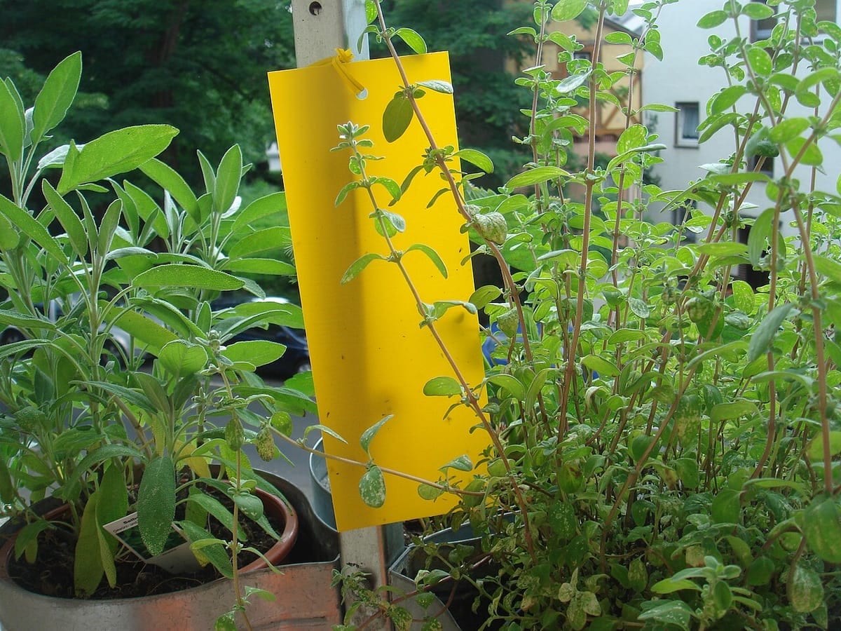 A yellow sticky trap card on a stake between potted herb plants