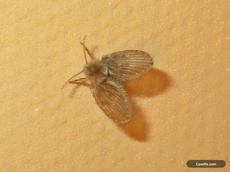 Close-up of a fuzzy drain fly with moth-like wings