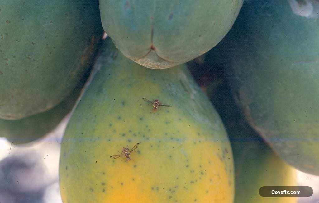 Fruit flies gathered on the skin of overripe fruit